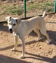 STELLAWHITE, Hund, Mischlingshund in Wiesendangen - Bild 2