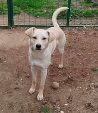 STELLAWHITE, Hund, Mischlingshund in Wiesendangen - Bild 4