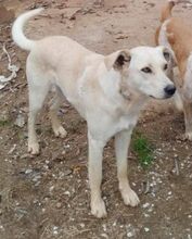 STELLAWHITE, Hund, Mischlingshund in Wiesendangen - Bild 5