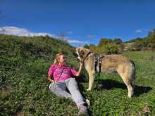 JOHNNY, Hund, Mischlingshund in Griechenland - Bild 2