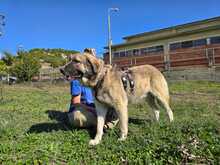 JOHNNY, Hund, Mischlingshund in Griechenland - Bild 4