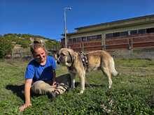 JOHNNY, Hund, Mischlingshund in Griechenland - Bild 5