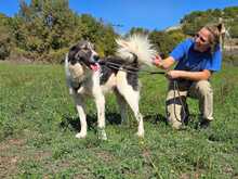 TASSO, Hund, Mischlingshund in Griechenland - Bild 2