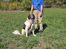 TASSO, Hund, Mischlingshund in Griechenland - Bild 3