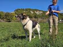 TASSO, Hund, Mischlingshund in Griechenland - Bild 4