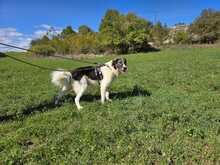 TASSO, Hund, Mischlingshund in Griechenland - Bild 6