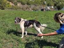 TASSO, Hund, Mischlingshund in Griechenland - Bild 7