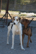 OLINA, Hund, Mischlingshund in Griechenland - Bild 2