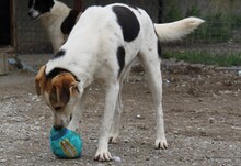 OLINA, Hund, Mischlingshund in Griechenland - Bild 6