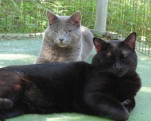 HELD, Katze, Russisch Blau-Mix in Spanien - Bild 3