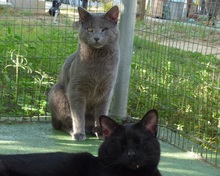 HELD, Katze, Russisch Blau-Mix in Spanien - Bild 4