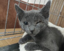 HELD, Katze, Russisch Blau-Mix in Spanien - Bild 5