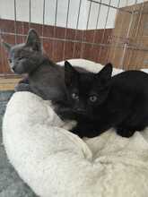 HELD, Katze, Russisch Blau-Mix in Spanien - Bild 6