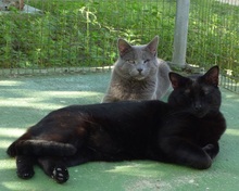 ROYBLACK, Katze, Europäisch Kurzhaar in Spanien - Bild 2