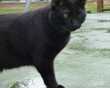 ROYBLACK, Katze, Europäisch Kurzhaar in Spanien - Bild 3