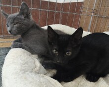 ROYBLACK, Katze, Europäisch Kurzhaar in Spanien - Bild 4