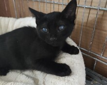 ROYBLACK, Katze, Europäisch Kurzhaar in Spanien - Bild 5