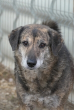 TIGRA, Hund, Mischlingshund in Rumänien - Bild 2