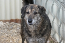 TIGRA, Hund, Mischlingshund in Rumänien - Bild 3