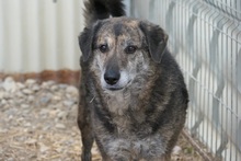 TIGRA, Hund, Mischlingshund in Rumänien - Bild 4