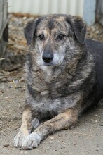 TIGRA, Hund, Mischlingshund in Rumänien - Bild 6