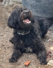 OBIJUAN, Hund, Wasserhund in Spanien - Bild 1