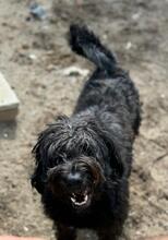 OBIJUAN, Hund, Wasserhund in Spanien - Bild 3