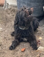 OBIJUAN, Hund, Wasserhund in Spanien - Bild 4