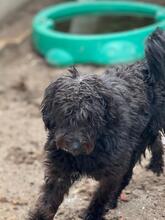 OBIJUAN, Hund, Wasserhund in Spanien - Bild 5