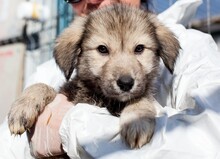 BOUNTY, Hund, Mischlingshund in Rumänien - Bild 1