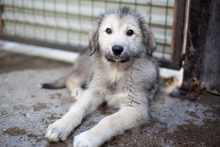 BOUNTY, Hund, Mischlingshund in Rumänien - Bild 2