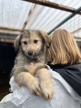 BOUNTY, Hund, Mischlingshund in Rumänien - Bild 3