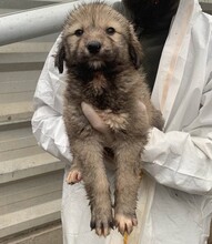 BOUNTY, Hund, Mischlingshund in Rumänien - Bild 4