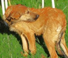 LOLA3, Hund, Mischlingshund in Rumänien - Bild 6