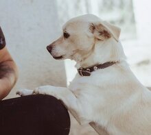 PORSCHE, Hund, Mischlingshund in Griechenland - Bild 12