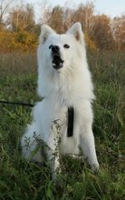 SNOWBALL, Hund, Mischlingshund in Stuttgart - Bild 11