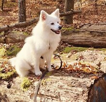 SNOWBALL, Hund, Mischlingshund in Stuttgart - Bild 15