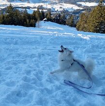 SNOWBALL, Hund, Mischlingshund in Stuttgart - Bild 16