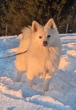 SNOWBALL, Hund, Mischlingshund in Stuttgart - Bild 17