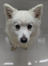 SNOWBALL, Hund, Mischlingshund in Stuttgart - Bild 21