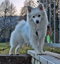 SNOWBALL, Hund, Mischlingshund in Stuttgart - Bild 24