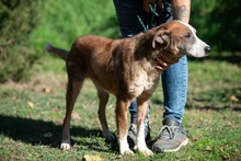 MIRON, Hund, Mischlingshund in Ungarn - Bild 2