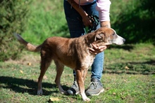 MIRON, Hund, Mischlingshund in Ungarn - Bild 5