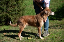 MIRON, Hund, Mischlingshund in Ungarn - Bild 7