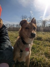JAGO, Hund, Mischlingshund in Freising - Bild 15