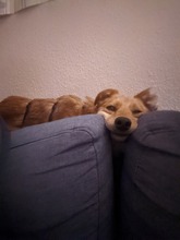 JAGO, Hund, Mischlingshund in Freising - Bild 16
