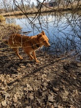 JAGO, Hund, Mischlingshund in Freising - Bild 17