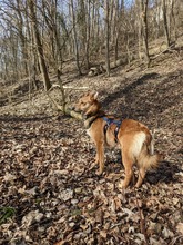 JAGO, Hund, Mischlingshund in Freising - Bild 18