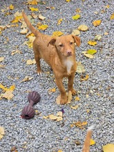 ANUJA, Hund, Mischlingshund in Bulgarien - Bild 1