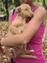 ANUJA, Hund, Mischlingshund in Bulgarien - Bild 14